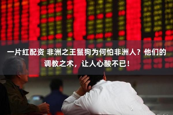 一片红配资 非洲之王鬣狗为何怕非洲人？他们的调教之术，让人心酸不已！